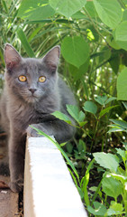 Gray kitten in the country
