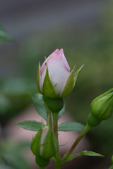 花, チューリップ, 赤, 自然, オレンジ, 庭, とぶ, ばら, 植える, 緑, マクロ, 黄色, 咲く, 花, 全盛期, フローラル, 植物, 美しさ, 花びら, サマータイム, アップ, 葉, 北海道, Angelika