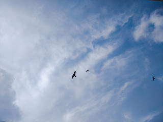 eagles flying in the blue sky eagles flying in the blue sky with clouds