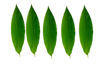 Obraz premium Leaves Calathea ornata pin stripe background White Isolate