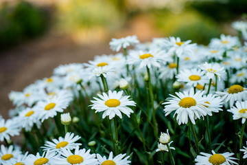 field of daisies