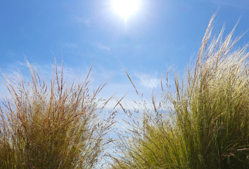 Beach grass gently blowing in the wind on a sunny day. 