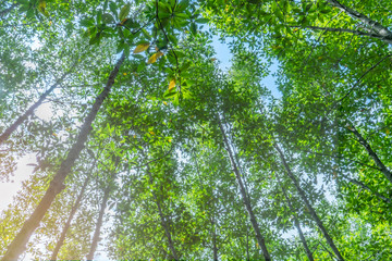 Trees from bottom view in the forest,  blue sky in background.
