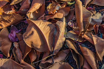 Hojarasca en jardín en tonos otoñales 