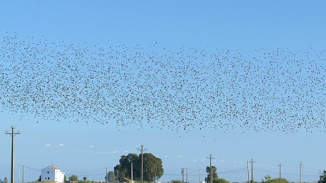 Flock of birds in Delta de l'Ebre, Spain
