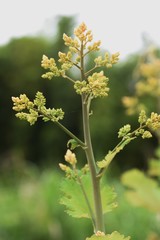 Macleaya cordata is a poisonous weed, but also a medicinal plant.