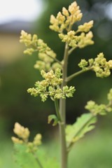 Obraz premium Macleaya cordata is a poisonous weed, but also a medicinal plant.
