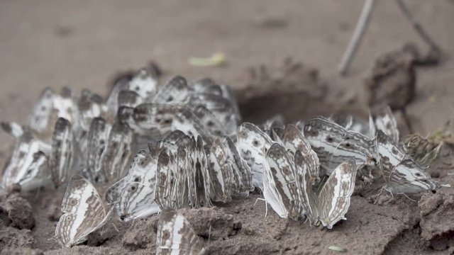 Flock of Butterflies on the ground eat minerals, rest and fly. Slow motion Pan movement close-up shot
