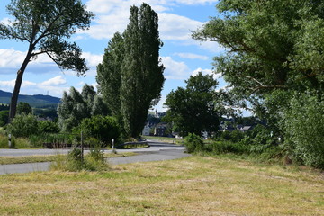 Allee mit unterschiedlichen Bäumen