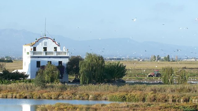 Flock of birds, house and tractor in Delta de l'Ebre, Spain