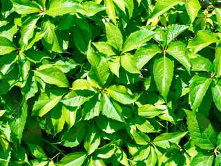 Fototapeta na wymiar Dense green foliage as texture, background and pattern