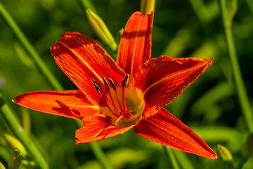 Image plant Lilium bulbiferum. Blooming flower orange lily on the green background. Nature concept for design. Close Up. Shallow depth. Greeting card background. Horizontal background. 