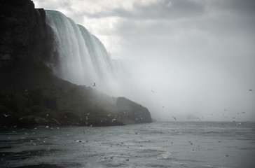 Seagulls flying along the thundering Niagara Falls