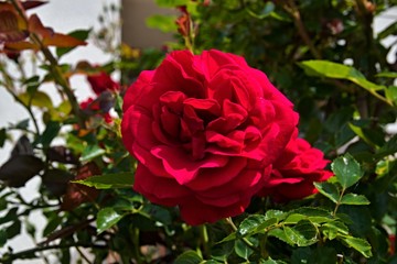 A flower of red rose in the garden