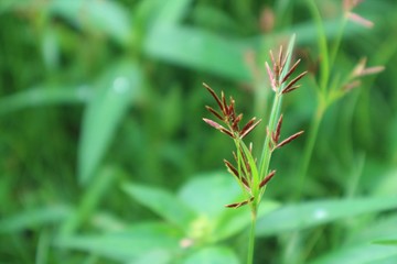 Cyperaceae Grass flower in the meadow
