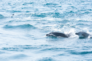 Fototapeta premium Indian ocean bottlenose dolphins in the channel between Shimabara peninsula and Amakusa islands