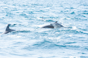 Fototapeta premium Indian ocean bottlenose dolphins in the channel between Shimabara peninsula and Amakusa islands