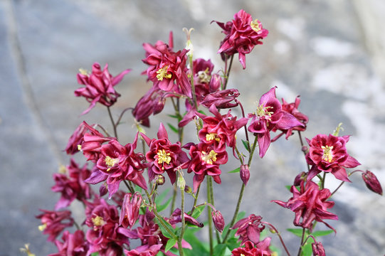 Red columbine flowers outdoors in nature.