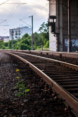 Fototapeta premium Flower in the railway