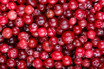 Fresh crop of cranberries.