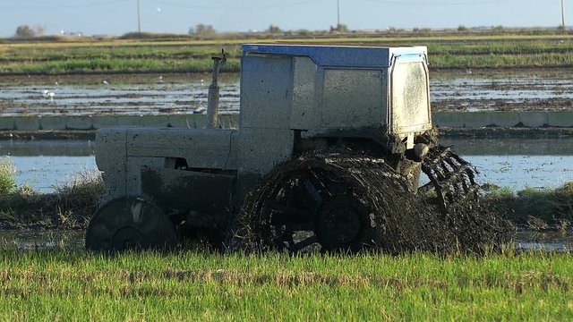 Tractor tilling a rice field in  Spain