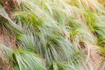 Dry grass texture background.