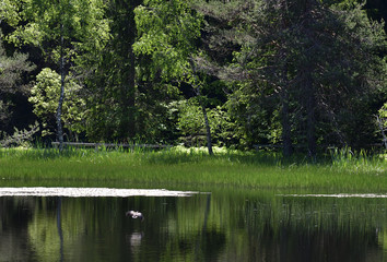 Moorhen in the green reflection of trees in the pond