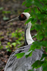 Bugeranus carunculatus - Male crane in detail outdoors in nature.