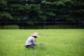 garden Worker is clearing weeds in landscape lawn background