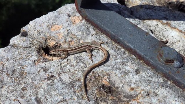 Lizard hunting an insect and getting warm in the sun