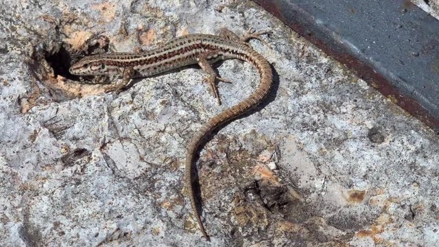 Lizard hunting an insect and getting warm in the sun