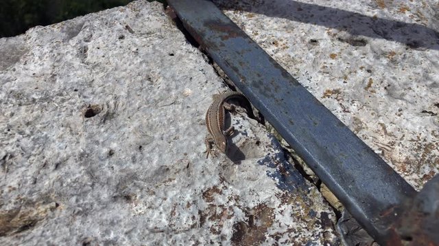 Lizard hunting an insect and getting warm in the sun