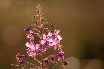 Flower of Ivan Chai in a contrasting light