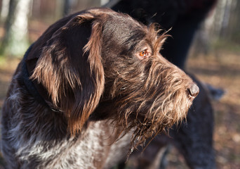 Dog breed German Wirehaired pointer Drathaar portrait on nature