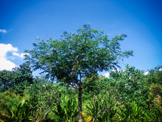 Tropical Garden Plants And Trees View In The Warmth Sunshine At The Village, North Bali, Indonesia
