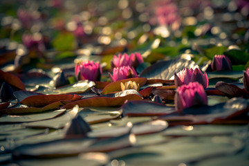 beautiful group of pink lotus in the pond in magic color of the sunrise