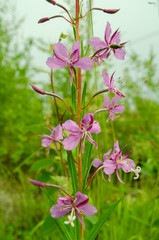 flower siberian ivan tea. Beautiful pink flower that blooms in june. Russia. Republic of Sakha Yakutia