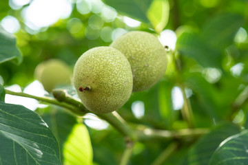 Fruits of a walnut on a branch of a tree in the yellow warm rays of the summer sun