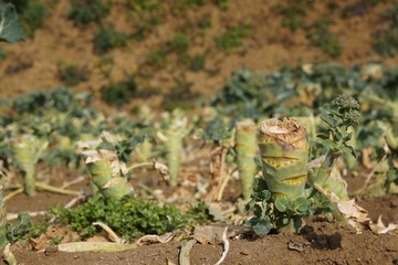 ブロッコリー畑の収穫後