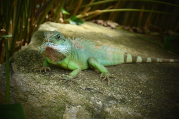 Dragon lizard 