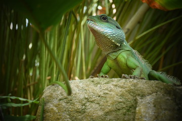 lizards