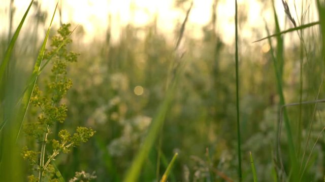Idylle zwischen Gras, Korn, Wind - im Feld mit Wildpflanzen