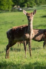 Deer in Ashton Court