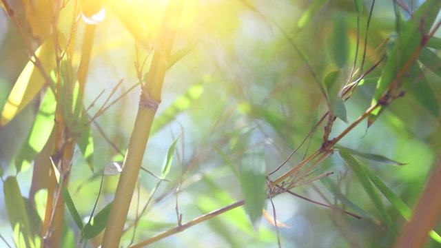 Bamboo forest. Growing bamboo in japanese garden swaying on wind. Garden design. Slow motion 4K UHD video footage. 3840X2160