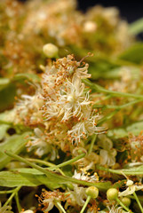 Linden color dried for medicinal purposes closeup. Shallow depth of field