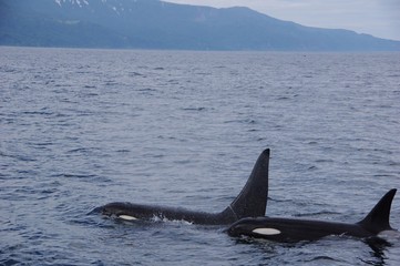 Fototapeta premium Orcas in water, Shiretoko in Hokkaido, Japan シャチと羅臼の海 北海道知床