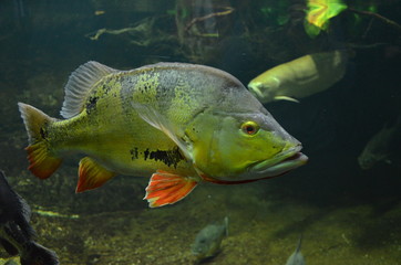 Tropical fish in aquarium, Berlin