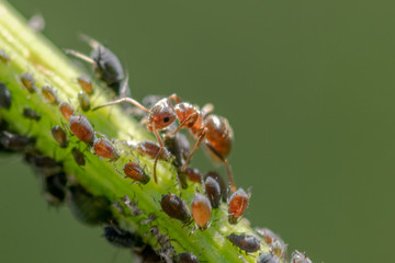 Ant and aphids on a flower, macro close-up