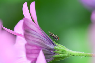 Fly on a flower, macro close-up