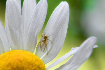 Tiny spider on a wildflower